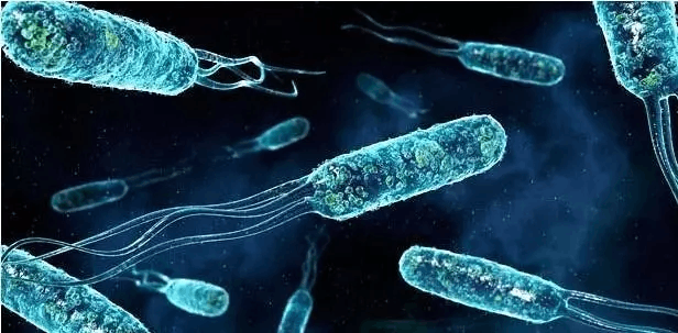 發現微生物新物種