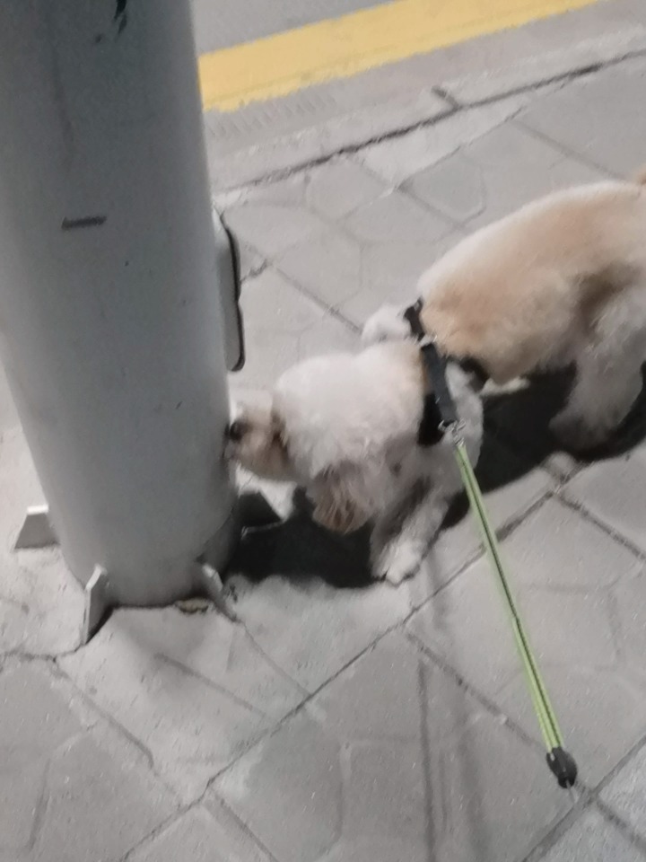 "起猛了看到小狗的朋友圈了"揭秘寵物社交媒體的驚人內幕！