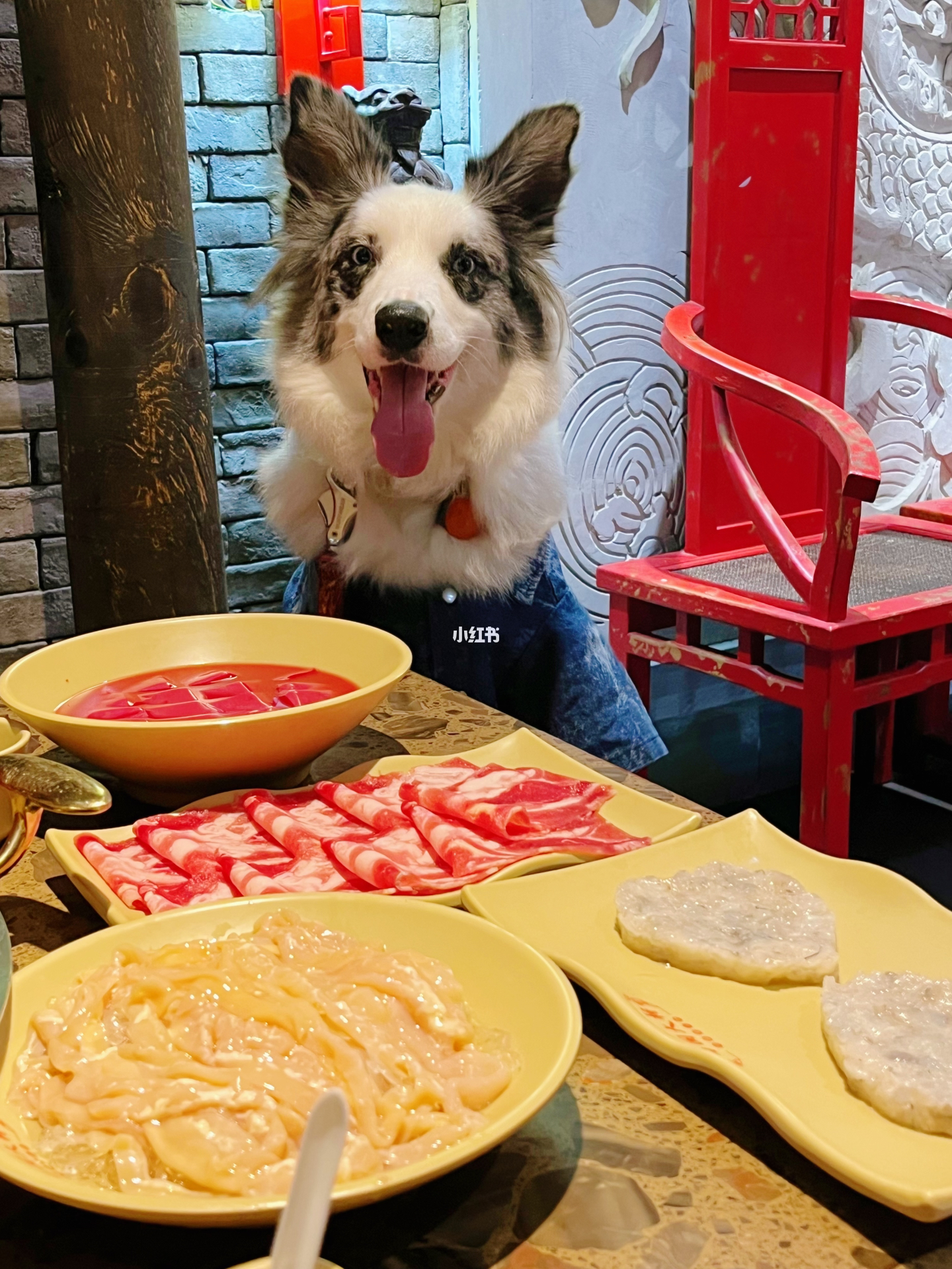 人狗分餐共享火鍋店